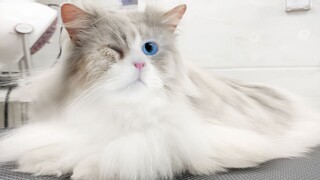 The one-eyed ragdoll cat turned into a puddle of hair after taking a bath?