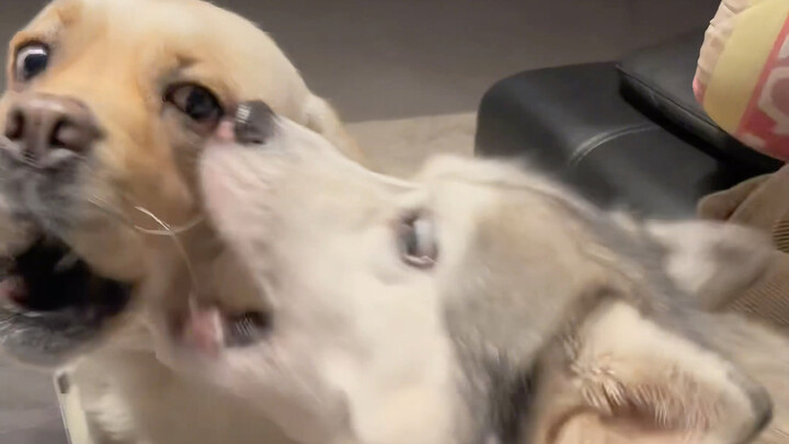 Mishu’s stuttering got so bad he beat up his aunt.