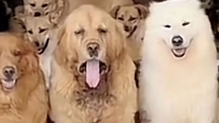 Profil Tokoh Internet Episode 58: Toko Cai Xuan Xiao Hei & Xiao Bai