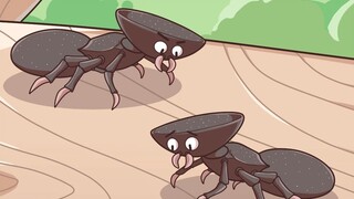 هكذا تُستخدم الرأس المسطحة لـ "النملة ذات الرأس المسطحة" في الأصل