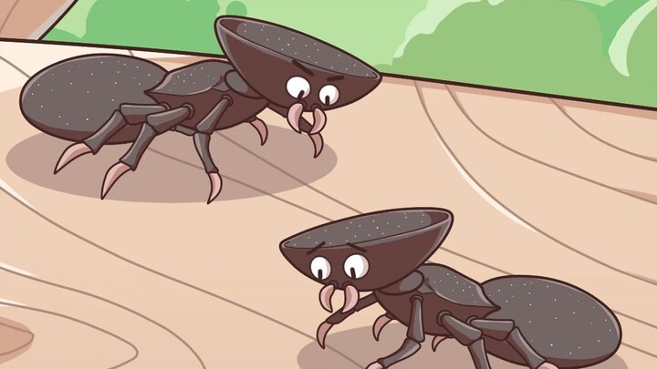 Đầu phẳng của kiến "đầu bằng" hóa ra lại được sử dụng như thế này