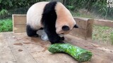 Animal|Summer Gifts for Giant Pandas