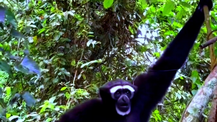 This Gibbon Has Got the Voice! 🦧🎶 | Funniest Gibbon Song Ever 😂