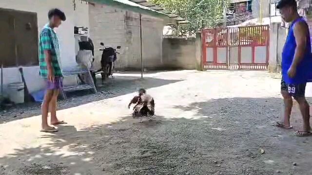 full brothers grey balik sa ina breed