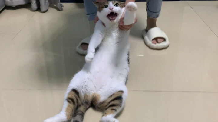 Kẻ quấy rối, hiện trường bắt giữ | ᴥ•́ )✧