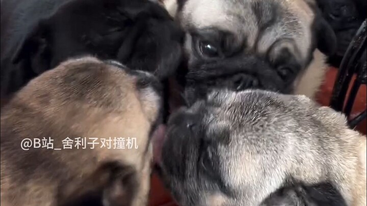 [Earth Creatures’ Hilarious Everyday Life #248]