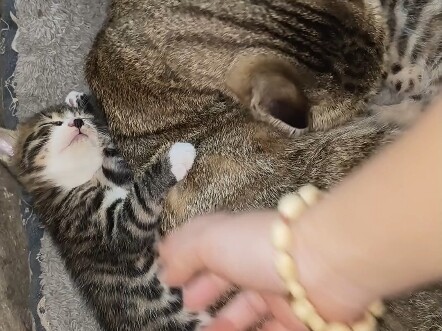 A cat mom protecting her kittens—don’t even think about touching her