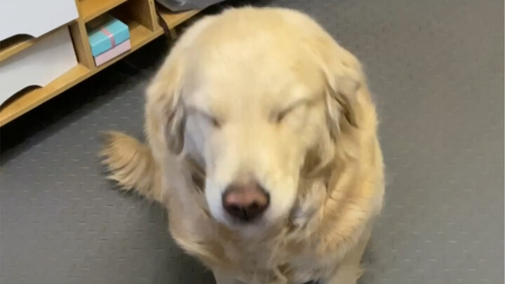 The canine suspect has been identified.