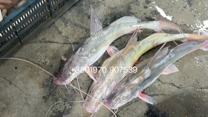 পদ্মা নদীর তাজা আইড় মাছ