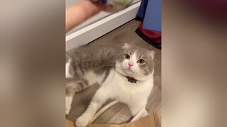 Thứ hai sôi động. Đưa tay lên nào các bạn êi hêy hêy hêyyyy 🙌🏻 cat catsoftiktok cutecat fyp foryou