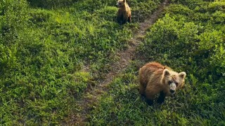 All About Kangaroos  Quokkas  Australia s Wildlife Icons(1080P HD)