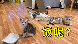 家里一口猫粮都没有了，猫咪会不会吃人？在线等，挺急的