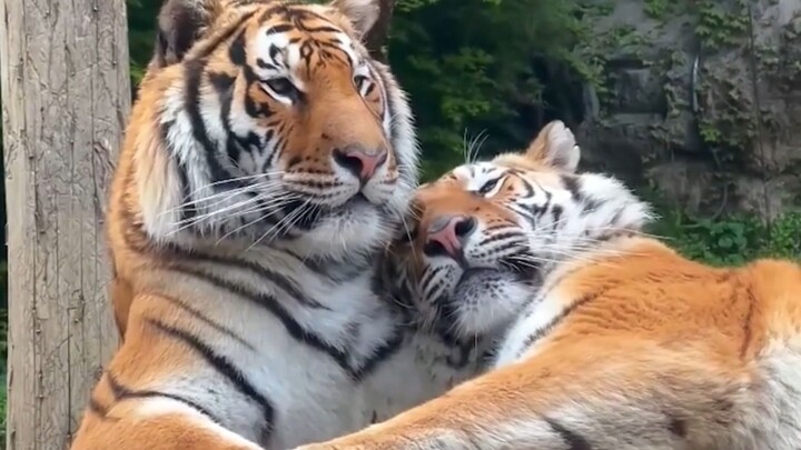 Ternyata harimau juga takut istri, hahaha!!