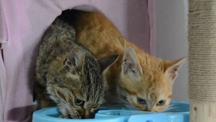 Pig Year Pig-Raising Diary: The Little Kitten’s Second Day at Home — Already Befriended All the Pigs