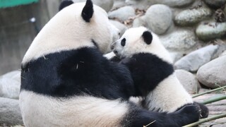 [Panda Mengmeng & Mengyu] มาเล่นกันเถอะลูก