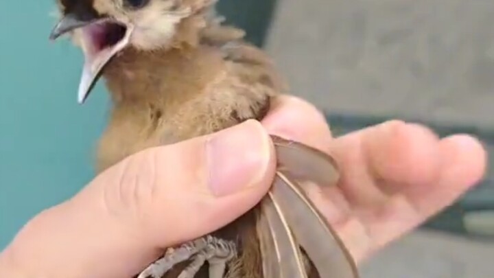 What kind of little bird is this?