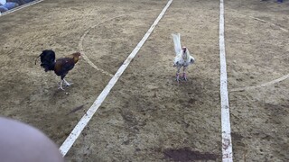 JARA White (5cock derby champion 1st fight)
