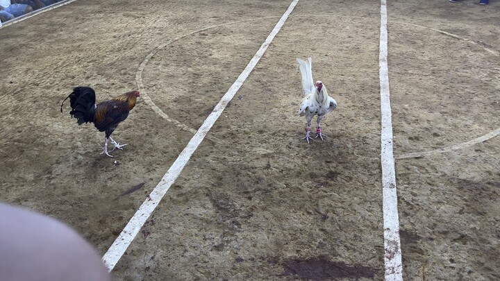 JARA White (5cock derby champion 1st fight)