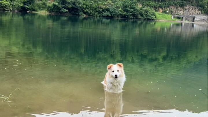 Finally found a new place where I can swim—hope this one doesn’t get overrun too #BorderCollieChenBe