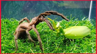 Mantis Vs Tarantula.