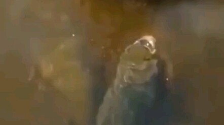 Just feed them—no need to fish!