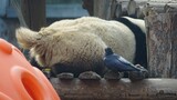 [Hewan]Tiba Waktunya Burung Gagak Mengumpulkan Bulu Panda Lagi...