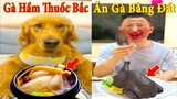 Thú Cưng TV | Dương KC Pets | Đa Đa Thánh Chế #3 | Chó Golden Gâu Đần thông minh vui nhộn | cute dog