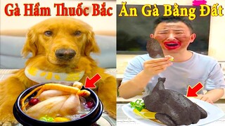 Thú Cưng TV | Dương KC Pets | Đa Đa Thánh Chế #3 | Chó Golden Gâu Đần thông minh vui nhộn | cute dog