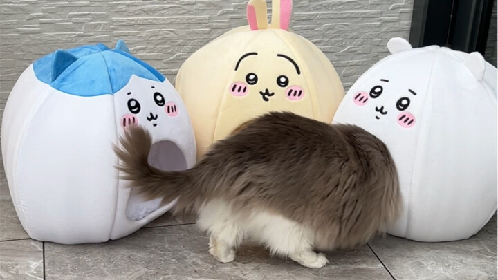 เอวของน้องแมวหนัก 24 ชั่งก็คือมาตรวัดของอุตสาหกรรมกรงนอนแมวเลยทีเดียว