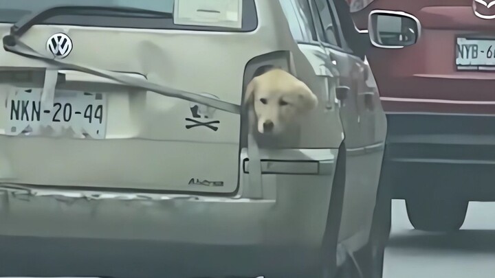 Awalnya emosi banget, sampai lihat anjing bodoh ini~