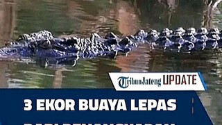 Buaya siapa iniiii