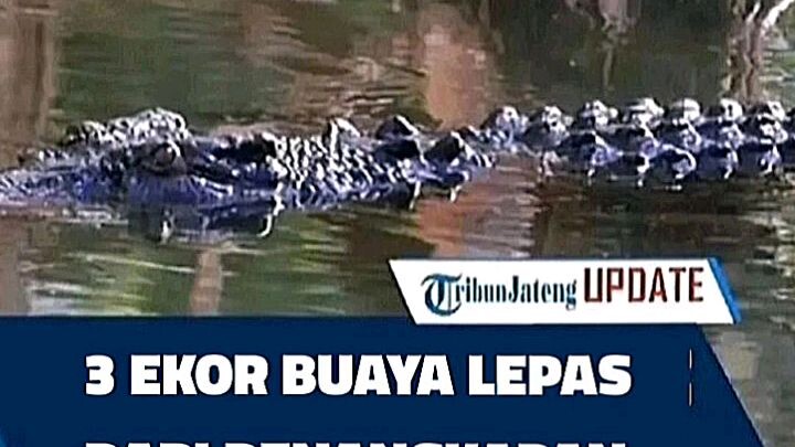 Buaya siapa iniiii