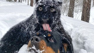 Abandoned at birth! The little black panther raised by a dog is now 9 months old