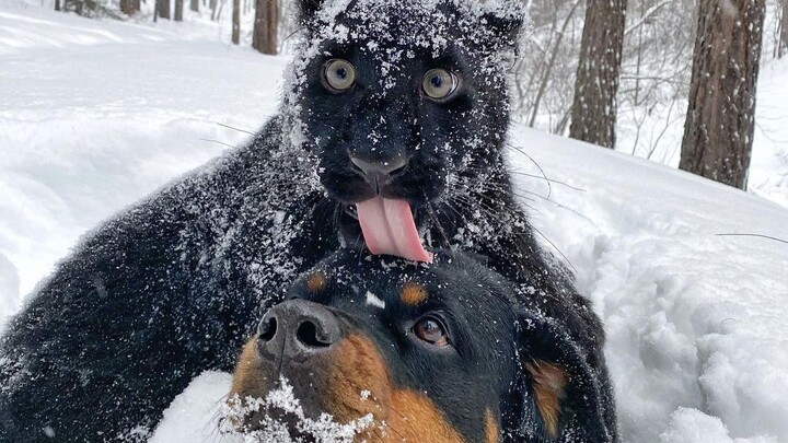 Abandoned at birth! The little black panther raised by a dog is now 9 months old