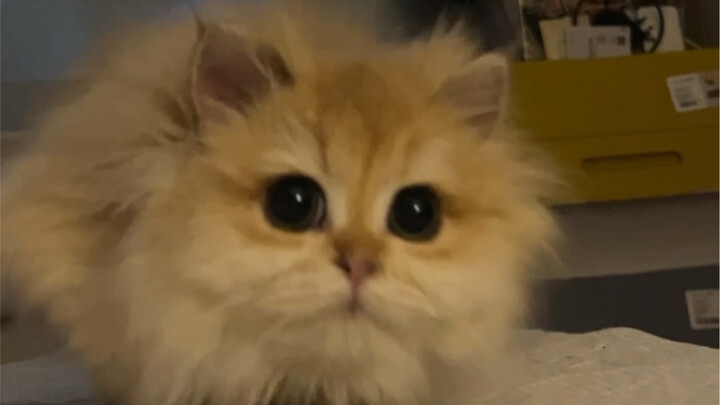 Such a cute little thing—what a waste not to use it for mopping!