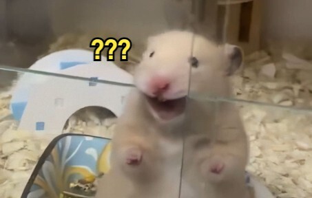 Di Mana Hewan Aneh? 150