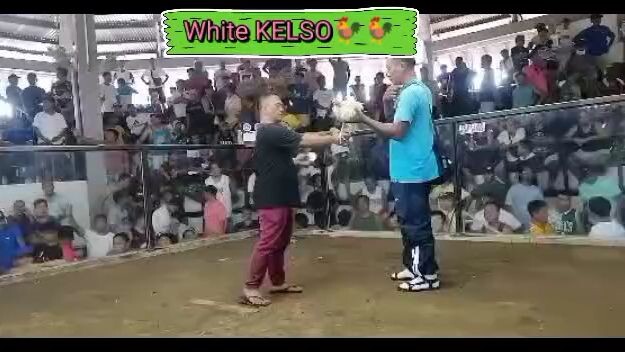 white KELSO🐓🐓