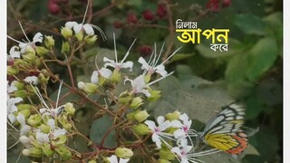 Bangla song