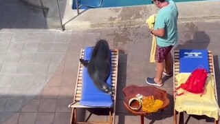 أسد البحر: هذا هو حوض السباحة الخاص بي، وهذا مقعدي، من فضلك اذهب بعيدًا، شكرًا لك!