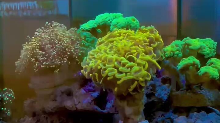 Reef Therapy Activated