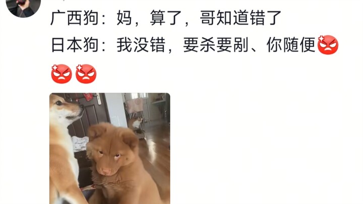 Anjing Wu Hong memang begitu: kalau lihat anjing lain berkelahi, dia pasti langsung melerai🤣