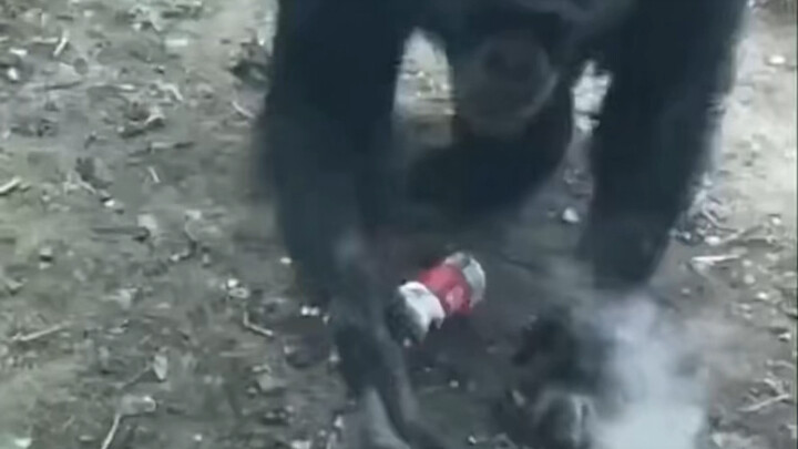 ลิงกอริลลากลายเป็นปีศาจไปแล้ว—ไอควันพุ่งออกจากรูจมูกนี่โคตรเจ๋งเลย!