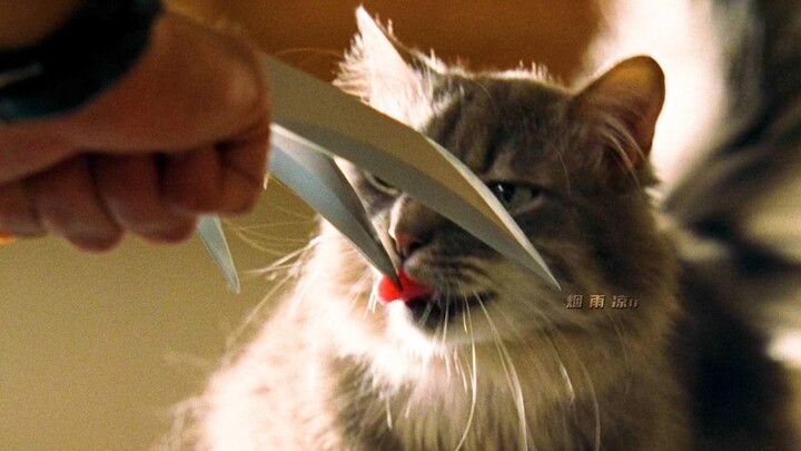 Wolverine: My adamantium is indestructible! Cat: Really?