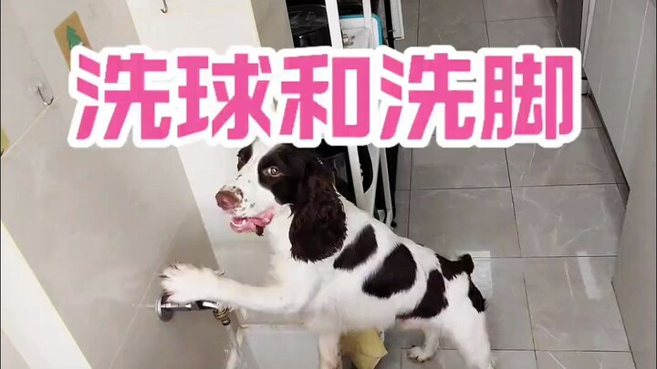 أول مرة أشوف كلب لديه قدرة عالية على الاعتناء بنفسه!