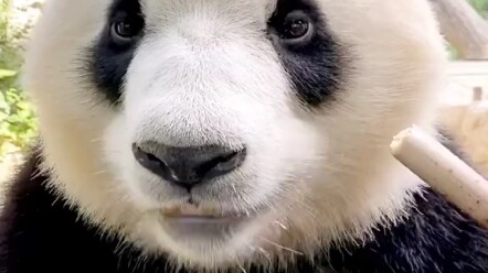 يجب أن تأكل وجبة الغداء جيدًا.