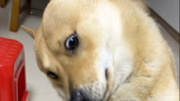 Có phải nó đã quên mình là một chú chó không?