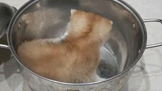 Kitten in the bowl