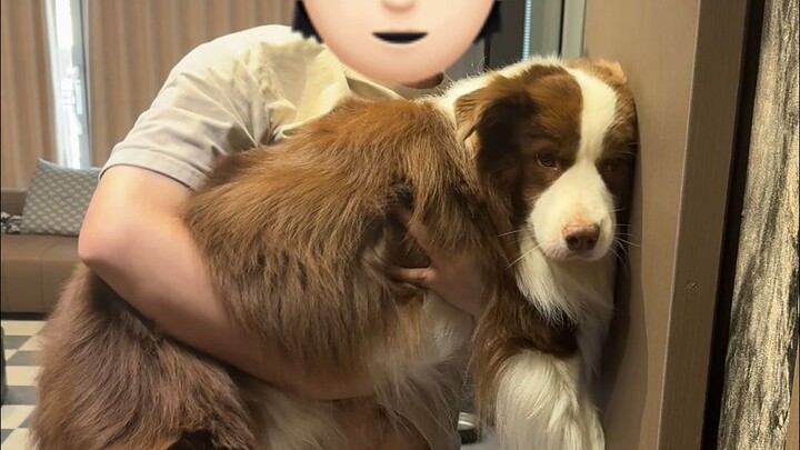 Did I just get diagnosed as a dumb dog?