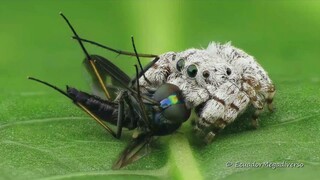 小蜘蛛卢卡斯正在享用它的早餐。【Lucas the Spider having breakfast】