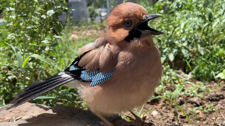 Suka bergaya keren, namanya Nasi Gembul!